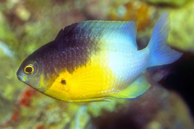 Bicolor Damselfish, 'Stegastes partitus'