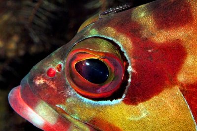 Grouper's Eye With Parasite