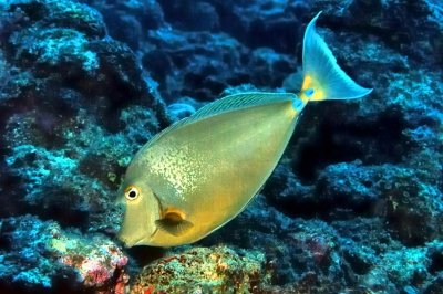 Bluespine Unicornfish 'Naso unicornis'