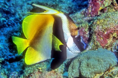 Unique View of Male Bannerfish, Banner Open, To Attract Female?