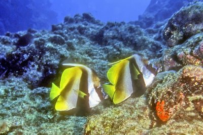 Couple of Masked Bannerfish