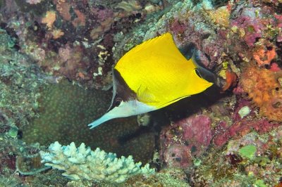 Longnose Butterflyfish and Coral