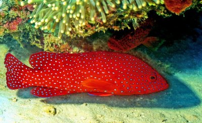 Two Coral Groupers 