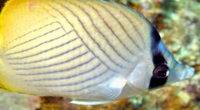 Closer Impossible: Vagabond Butterflyfish