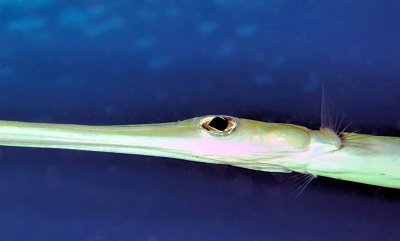 Bluespotted Cornetfish Eye,  'Fistularia commersonii'