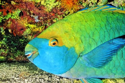Singapore Parrotfish Sleeping Scarus prasiognathos