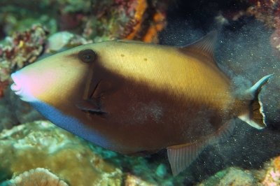 Flagtail Triggerfish Emerging From Cave