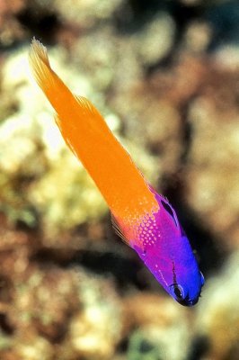 Fairy Basslet, 'Gramma loreto'