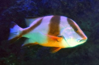 Emperor Red Snapper 'Lutjanus sebae' 