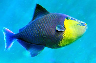 Redtoothed Triggerfish 