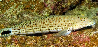 Speckled Sandperch on Corals