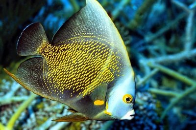 Almost Adult French Angelfish 