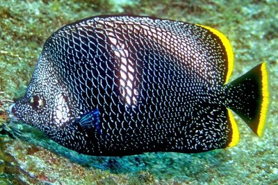 Coral And Wrought Iron Butterflyfish 'Chaetodon daedalma'