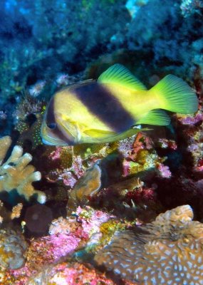'Diploprion bifasciatum', Doublebanded Soapfish