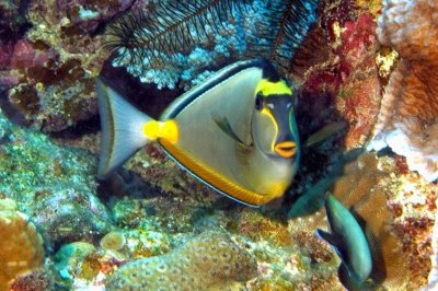 Orangespine Unicornfish, 'Naso lituratus'