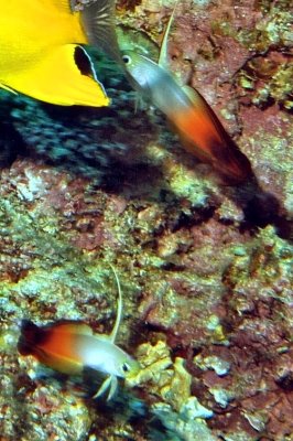 Hidding Behind The Fish: Fire Dartfish 'Nemateleotris magnifica'