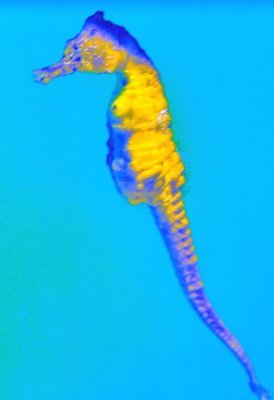 Sea Horse In The Blue
