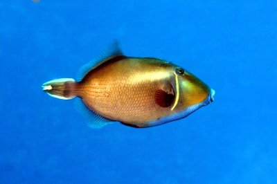 Flagtail Triggerfish InThe Blue
