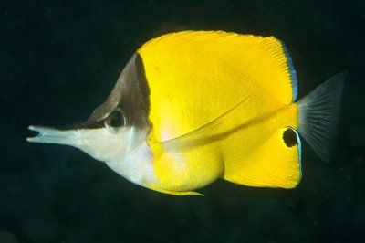 Longnose Butterflyfish, Mouth Opened 
