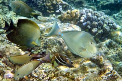 Bluespine Unicornfish 'Naso unicornis' and Others Eating