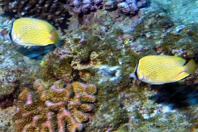 Speckled Butterflyfish Couple, 'Chaetodon citrinellus'