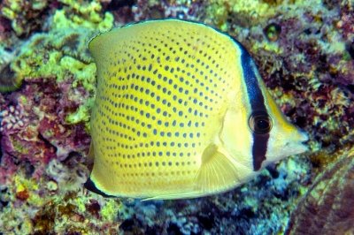 Speckled  Butterflyfish 'Chaetodon citrinellus'