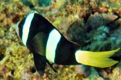 Anemonefish: Young or Female?