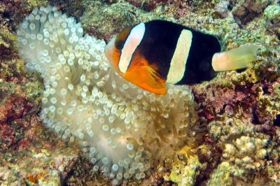 Clark's Anemonefish and Beautiful Young Anemone