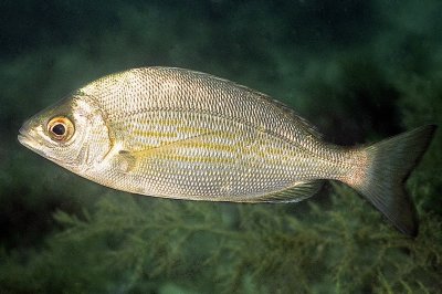 Silvery Fish 