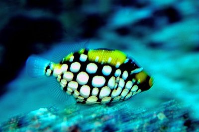 Baby Clown Triggerfish 