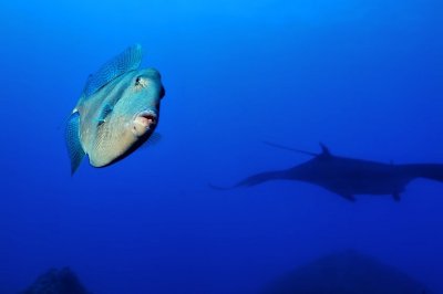 Gray Triggerfish 'Balistes carolinensis' And The Jamanta