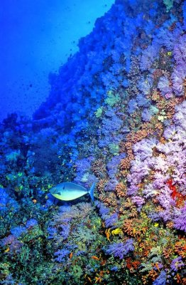 Unique Wall Of Purple Soft Corals 