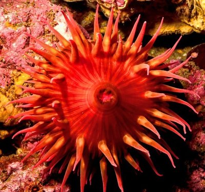 Underwater Sun
