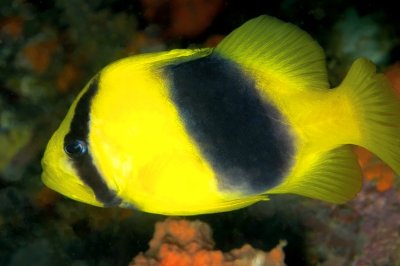 Doublebanded Soapfish 'Diploprion bifasciatum'