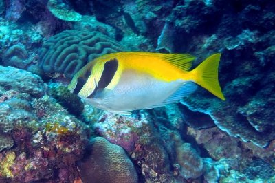 Barhead Spinefoot Rabitfish Among Corals 