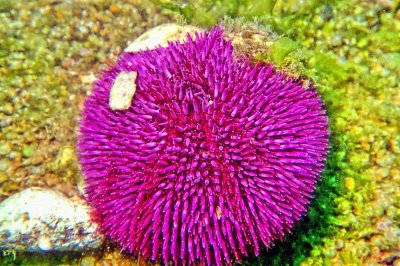 Eatable Sea Urchin 