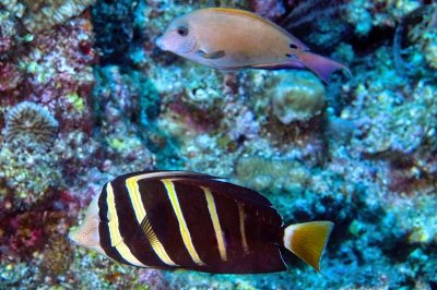 Two Fish Friends: a Pacific Sailfin Tang, 'Zebrasoma velifer'