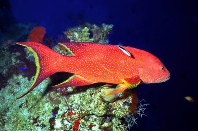 Lunartail Grouper On Reef 
