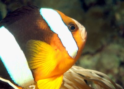 Clark's Anemonefish Portrait 