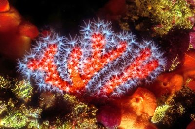 Small Red Coral In Flower 