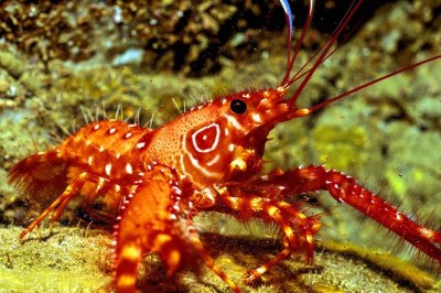 Red Reef Lobster, 'Enoplometopus antillensis'