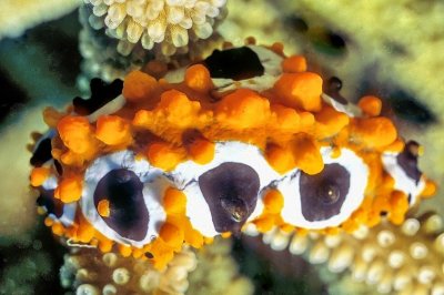 Orange Eyes Nudi, 'Phyllidia ocellata'