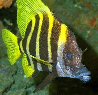 Bearded Fish 