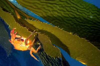 Small Crab On Kelp 