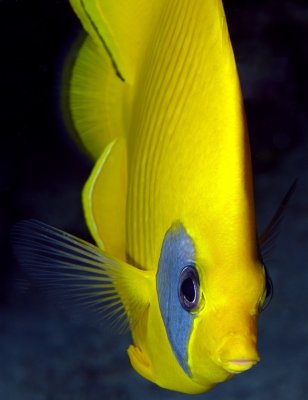 Golden Butterflyfish Close