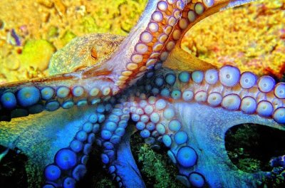Octopus' Cups 