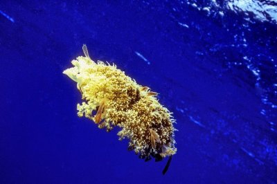 Upside Down Jellyfish, 'Cassiopea andromeda'