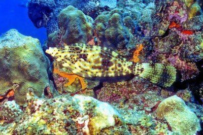 Scrawled Filefish in Beautiful Reef