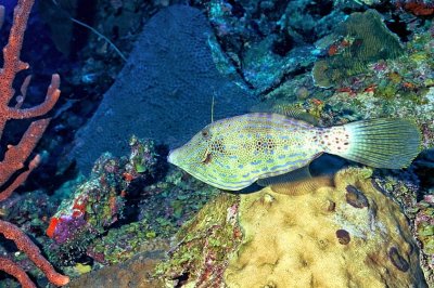 Filefish on Reef 