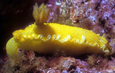 Yellow Nudi, 'Felimare picta'